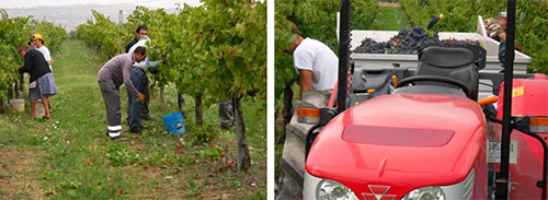 Vendemmia 2012