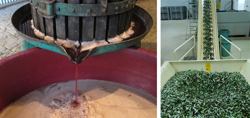 Vinificazione Sagrantino